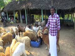 திருவாரூர்: 10 ஏக்கரில் ஆண்டுக்கு 20 லட்சம் வருமானம்....ஒருங்கிணைந்த பண்ணையம் அமைத்து இளம் விவசாயி சாதனை..!