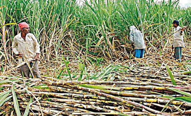 Now the FRP of sugarcane is Rs 3050, the Union Cabinet increased the procurement rate by Rs 150 per tonne Sugarcane : दिलासादायक! यंदा उसाला मिळणार 3 हजार 50 रुपयांची FRP, पाच कोटी शेतकऱ्यांना होणार फायदा