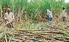 Sugarcane Farmers : शेतकऱ्यांसाठी आनंदाची बातमी! 12 लाख टन अतिरिक्त साखर निर्यातीला मंजुरीची शक्यता