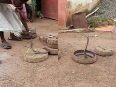 Baloda News: छत्तीसगढ़ की एक ऐसी घुमंतू जाति जो जहरीले सांपो की करते हैं पूजा, जानिए उनकी दिलचस्प कहानी