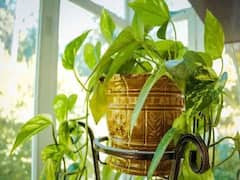 Vastu Tips For Money Plant: આર્થિક સમસ્યાથી છૂટકારા માટે મની પ્લાન્ટમાં બાંધો લાલ ધાગા