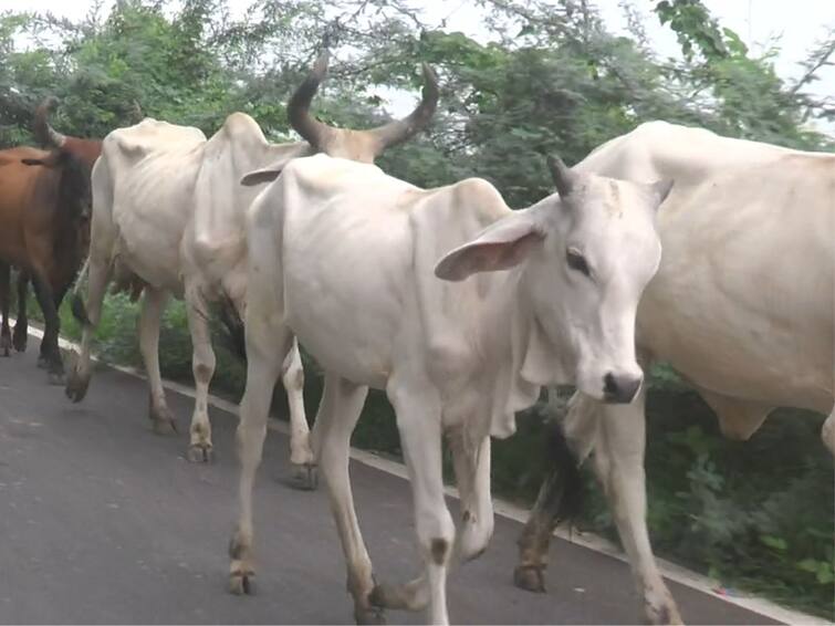 Lumpy Virus entered  in Mehsana district,  According to Dudhsagar Dairy, 19 cattle were infected Lumpy Virus : મહેસાણા જીલ્લામાં લમ્પીની એન્ટ્રી, જાણો કેટલા કેસો નોંધાયા