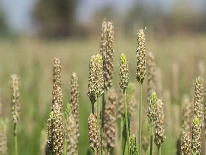 Isabgol Cultivation: पशु चारे से जड़ी-बूटियों तक सभी जरूरतें होगी पूरी, हर फसल से मिलेगी 2 लाख की कमाई