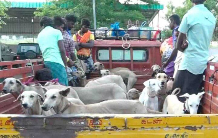 பெரம்பலூர்: வனவிலங்குகளை வேட்டையாட வந்த 21 பேரை விரட்டி பிடித்த  வனத்துறை..!