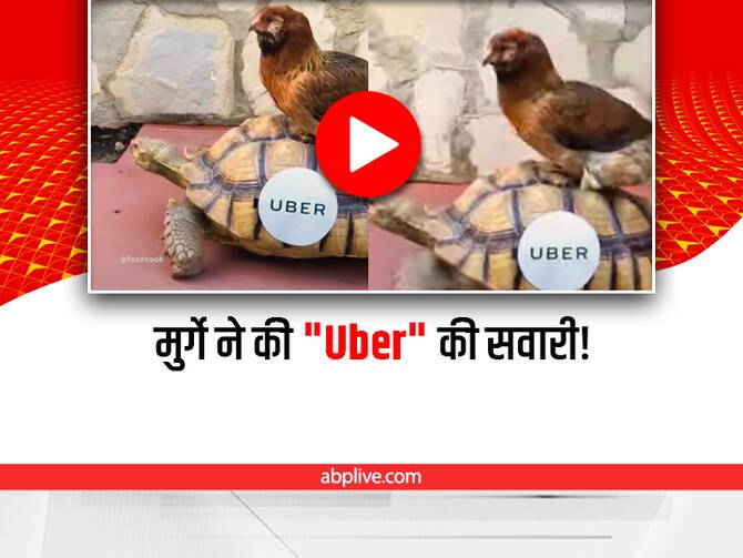 Chickan Taking Uber Ride On Turtle Funny Viral Video On Social Media | Funny  Video: 'Uber' की सवारी करते मुर्गे का वीडियो देख छूटी यूजर्स की हंसी