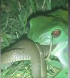 Viral Video: ਡੱਡੂ ਨੇ ਖਤਰਨਾਕ ਸੱਪ ਨੂੰ ਇੱਕ ਹੀ ਝਟਕੇ 'ਚ ਕੀਤਾ ਸਫਾਚਟ, ਕੈਮਰੇ 'ਚ ਕੈਦ ਹੋਇਆ ਦੁਰਲੱਭ ਦ੍ਰਿਸ਼