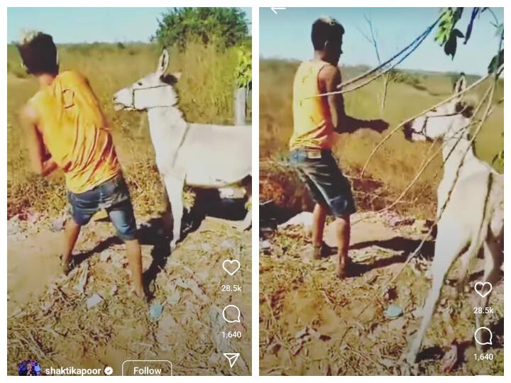 man beating donkey immediately he punishment of bad deeds as donkey dragged him by leg viral video Watch: आदमी ने गधे को बेरहमी से बार-बार पीटा, तुरंत मिली कर्मों की सज़ा, देखिए कैसे