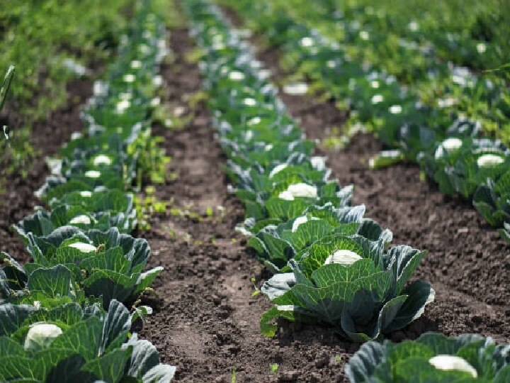 Cauliflower Cultivation: अक्टूबर तक तैयार हो जायेगी फूलगोभी की ये उन्नत किस्में, अभी से शुरू करें नर्सरी की तैयारी