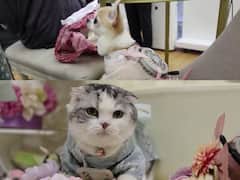 Fans That You Can Wear: How Cats And Dogs Are Beating The Heat In Japan