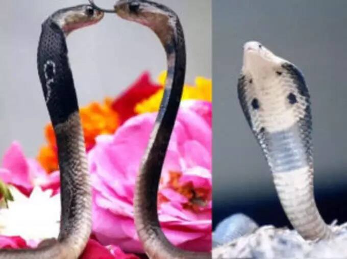 ફેણ ઉઠાવેલો સાપ - જો તમે સપનામાં સાપને ફેણ ઉઠાવતા જુઓ છો, તો તેનો અર્થ એ છે કે, તમને સંપત્તિ મળવાની સંભાવના છે.