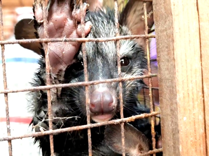 சீர்காழியில் உயிருக்கு போராடிய 3 மரநாய் குட்டிகள் - பத்திரமாக மீட்ட வனத்துறை