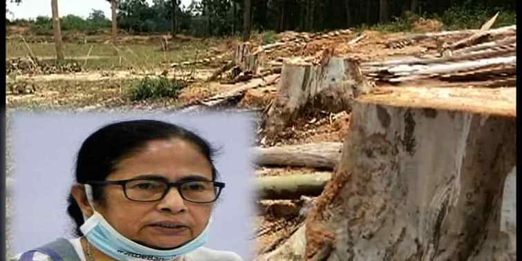 West Midnapore News Ignoring Mamata Banerjee s order, illegal tree cutting continued in Garhbeta Garhbeta News: মুখ্যমন্ত্রীর নির্দেশকে উপেক্ষা, অবৈধভাবে গাছ কাটা চলল গড়বেতায়