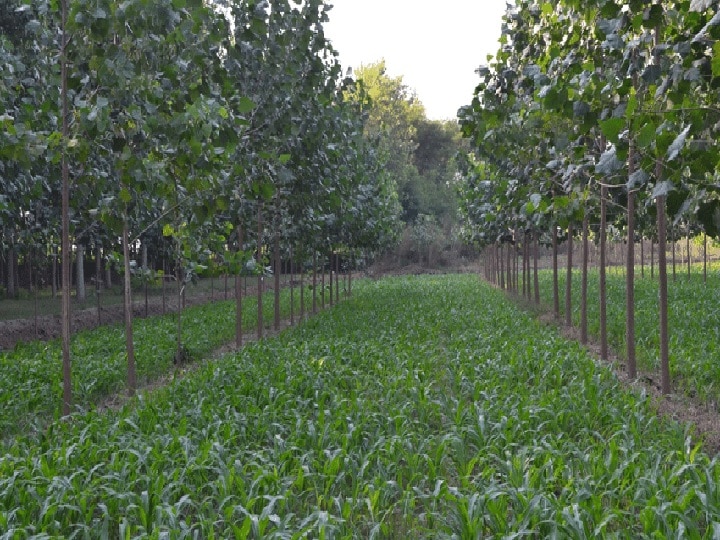 Capsicum Cultivation: किसानों को 5 लाख तक का मुनाफा देगी शिमला मिर्च, पेड़ों के बीच इस खास विधि से करें खेती