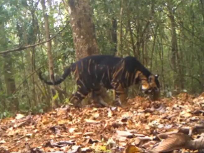 rare black tiger spotted in odisha tiger reserve video viral on social media see here Viral : दुर्मिळ काळ्या वाघाचं दर्शन, एक झलक पाहून नेटकरीही चकित, व्हिडीओ व्हायरल