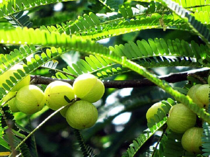 Amla cultivation in monsoon to get double price of production of fruit in less expense Amla Cultivation: यही मौसम है आंवला की खेती के लिये खास, बाजार में मिलेंगे आंवला के दोगुने दाम