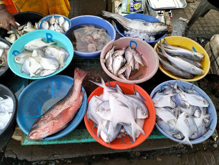 Fishing season starts today August 1st in Konkan fish lovers to get fresh fish on their plates Konkan Fishing Season : कोकणात मासेमारी हंगाम आजपासून सुरु, मत्स्यप्रेमी आणि खवय्यांच्या ताटात ताजे फडफडीत मासे मिळणार
