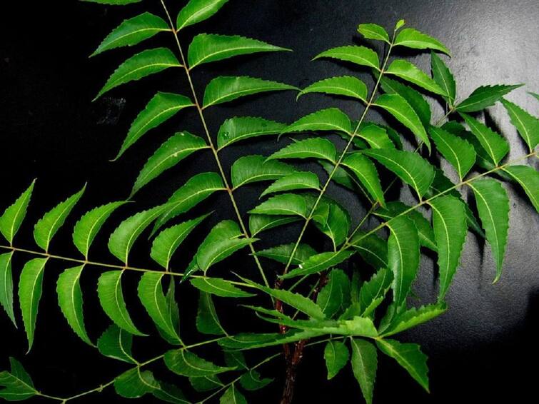 Heath benefits of neem leaves good for glowing skin marathi news Neem Leaves : कडुनिंबाची पाने अनेक रोगांवर रामबाण उपाय; निरोगी राहण्यासाठी फायदेशीर