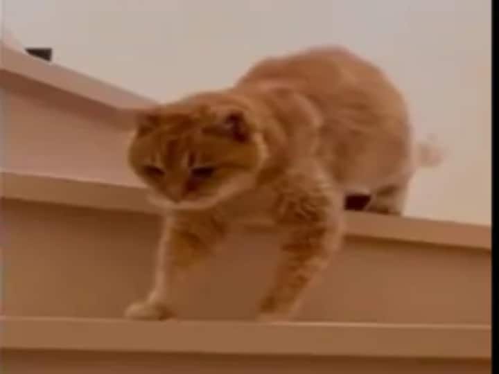 Video of 20-year-old cat coming down the stairs is winning hearts online. Watch watch video: 20 வயதிலும் கெத்தாக படிக்கட்டுகளில் இறங்கி வரும் பூனை ! வைரல் வீடியோ