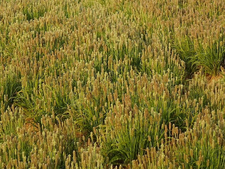 Isabgol Cultivation: पशु चारे से जड़ी-बूटियों तक सभी जरूरतें होगी पूरी, हर फसल से मिलेगी 2 लाख की कमाई