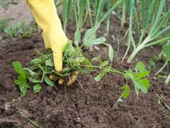 Weed Management: धान की फसल से तुरंत करें खरपतवारों का सफाया, नुकसान से पहले अपनायें ये खास तरकीब