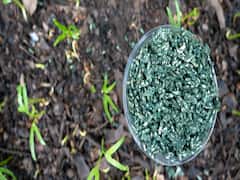 Trichoderma Fungus: एक फंगस से दूर होगी फसल की बीमारियां, इस तरह फसलों के लिये वरदान बना ट्राइकोडर्मा