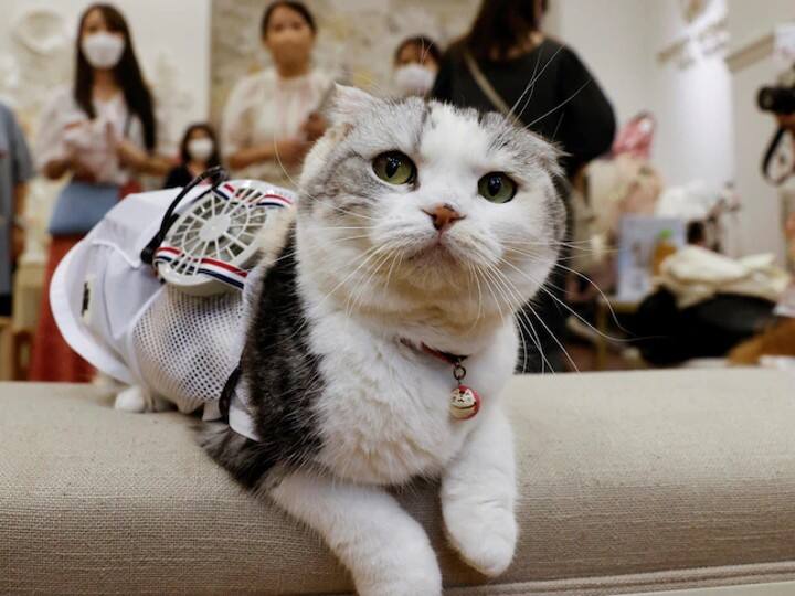Tokyo heatwave inspires creation of wearable fans to help dogs and cats stay cool Wearable fans: செல்லங்களுக்கு இனி குளு..குளு. செல்லப்பிராணிகளுக்கான ஃபேன் டிரெஸ்.. அசத்தும் ஆடை நிறுவனம்..
