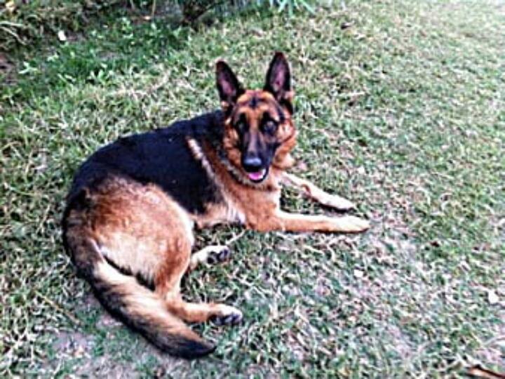 Tribute to Army dog - scarified his life for soldiers தீவிரவாதிகளை சுட்டிக்காட்டிய ராணுவ நாய் வீர மரணம் - ராணுவ மரியாதையுடன் அஞ்சலி