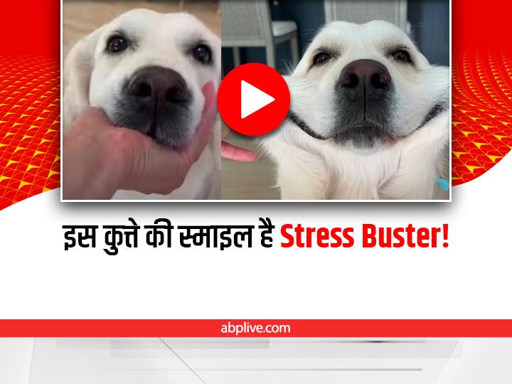 golden retriever dog smiles are million dollar smile defines as stress buster viral video on social  media Watch: गोल्डन रिट्रीवर कुत्ते की स्माइल है 