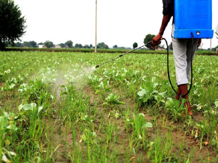 Cauliflower Cultivation: अक्टूबर तक तैयार हो जायेगी फूलगोभी की ये उन्नत किस्में, अभी से शुरू करें नर्सरी की तैयारी