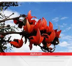 Vastu Tips : घराच्या तिजोरीत ठेवा पळसाची फुले, होतील अनेक फायदे