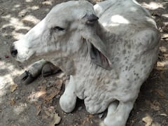 રાજકોટઃ લમ્પી વાયરસે ઊંચક્યું માથું, એક જ દિવસમાં નોંધાયા 400થી વધુ કેસ