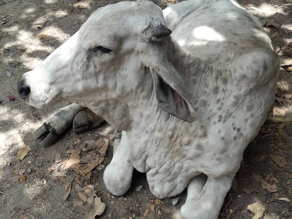 રાજકોટઃ લમ્પી વાયરસે ઊંચક્યું માથું, એક જ દિવસમાં નોંધાયા 400થી વધુ કેસ