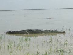 Sitapur News: सीतापुर में ग्रामीणों पर मंडराया दो तरफा खतरा, उफान पर सरयू नदी तो घड़ियाल ने फैलाई इलाके में दहशत
