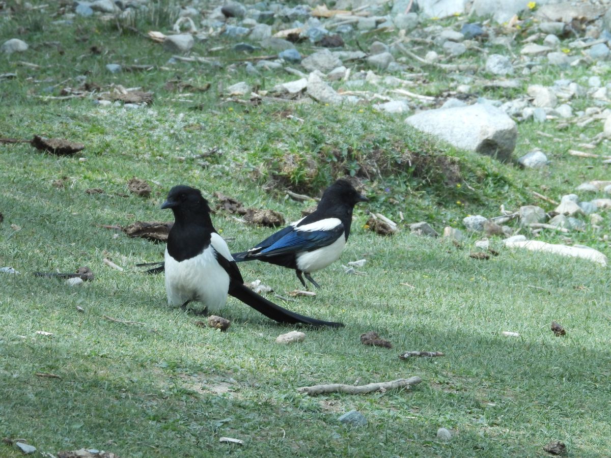 Eurasian Magpie, Mongolian Finch, Himalayan Vulture & More — Take A Ladakh Birding Tour To Lift Your Senses