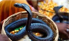 Shrawan 2022: શ્રાવણમાં સપનામાં સાપ દેખાય તો શુભ કે અશુભ, જાણો શું કહે છે સ્વપ્નશાસ્ત્ર