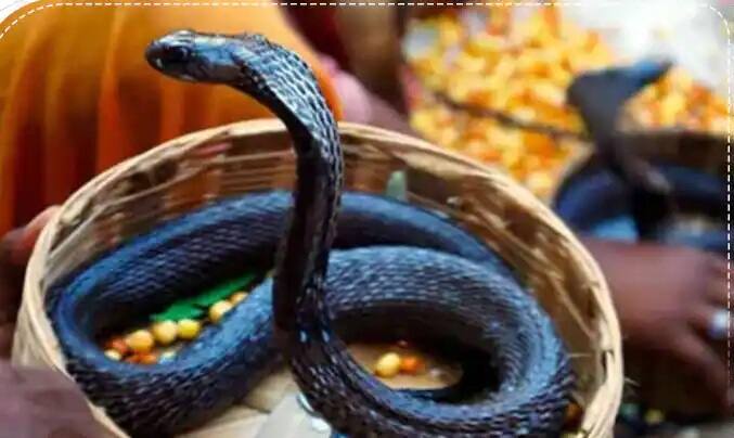 દરેક સ્વપ્ન કંઈક અથવા બીજું કહે છે અને તેનો ચોક્કસ અર્થ છે. ક્યારેક તે શુભ હોય છે તો ક્યારેક અશુભ, તેથી જો તમને સપનામાં સાપ દેખાય છે તો તેનો પણ વિશેષ અર્થ થાય છે.