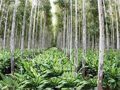 Capsicum Cultivation: किसानों को 5 लाख तक का मुनाफा देगी शिमला मिर्च, पेड़ों के बीच इस खास विधि से करें खेती
