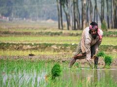 इस राज्य में पैदा होगी होगी रबी की बंपर फसल, जानिए और क्या है सरकार का प्लान