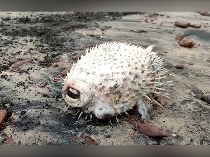 या माशाचे शरीर सुरुवातीला लहान असते. मात्र त्याला कुणाचा तरी स्पर्श झाला किंवा त्याला संकटाची चाहूल लागली तर तो आपले शरीर फुगवून मोठे करतो.