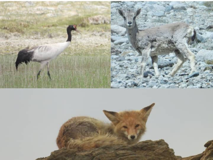 Ladakh has rich flora and fauna. Several species are endemic to the region. Due to its unique climate and topography, distinct species of animals are found in Ladakh.