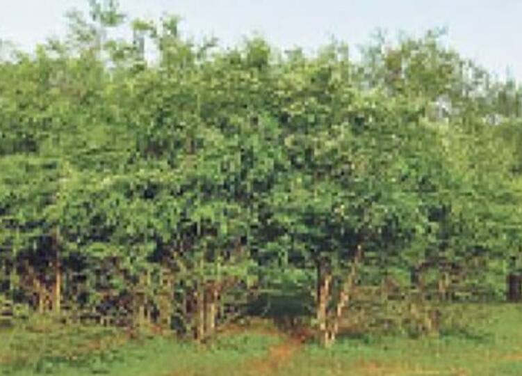 Rajasthan News in 1200 bighas forest wild animals are making shelter in Baran district ann Rajasthan News: 1200 बीघा में 20 हजार पौधे लगाकर बनाया था जंगल, अब स्थानीय लोगों के साथ मवेशियों को भी हो रहा लाभ