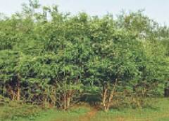 Rajasthan News: 1200 बीघा में 20 हजार पौधे लगाकर बनाया था जंगल, अब स्थानीय लोगों के साथ मवेशियों को भी हो रहा लाभ