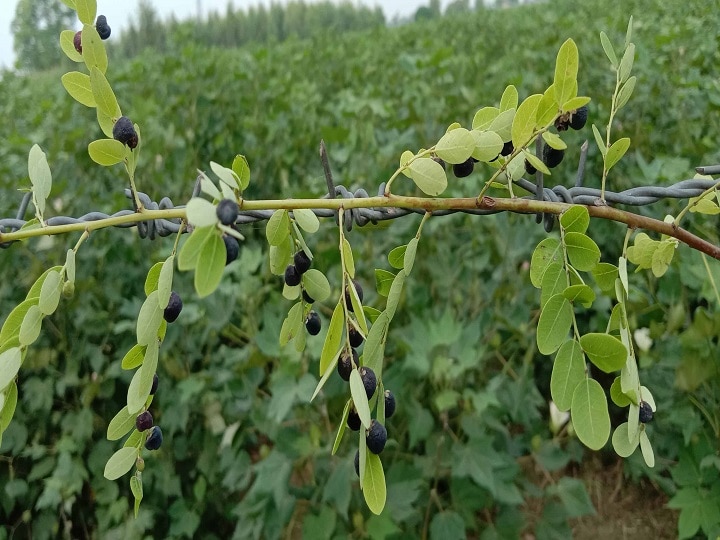 Herbal Farming: कई बीमारियों का रामबाण इलाज है खट्टा-मीठा फालसा, इसे उगाकर बन सकते हैं मालामाल