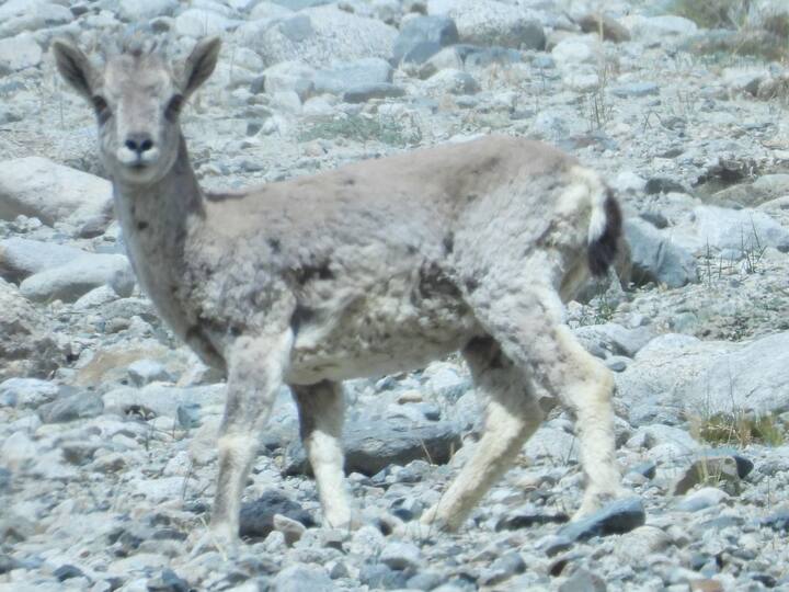 Blue sheep or Bharal is neither blue in colour nor a sheep. Contrary to its name it is a goat species, nimble and agile on the mountain slopes.