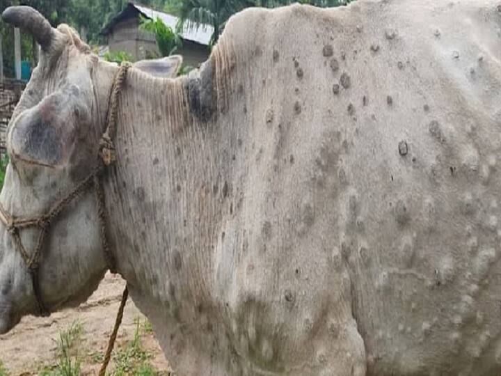 Haryana Lumpy Skin Disease 14 districts Affected around 87 cows Died says Minister JP Dalal Haryana Lumpy Skin Disease: हरियाणा के पशुपालन मंत्री बोले- 14 जिले लंपी स्किन बीमारी से प्रभावित, 87 गायों की हुई मौत