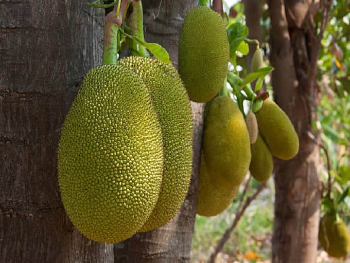 get beneficial income for many years by cultivation jackfruit in rainy days Jackfruit Cultivation: खाली पड़े खेतों में लगायें कटहल की फसल, बरसात में खेती करके सालों तक कमायें बंपर मुनाफा