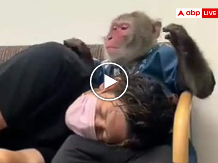 Monkey made the man lie on his lap video viral on social media Viral Video: बंदर ने परेशान शख्स को दी सांत्वना, अपनी गोद में लिटाकर किया दुलार