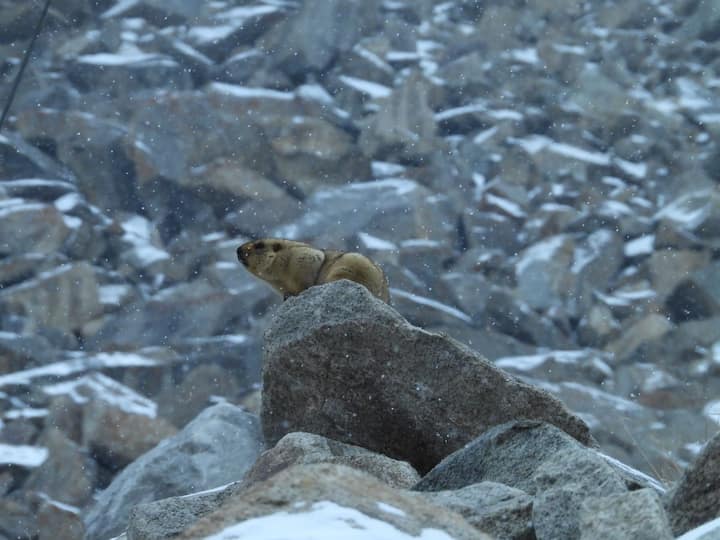 Marmot lost in thought, transfixed to a rock spotted on way to Khardungla.