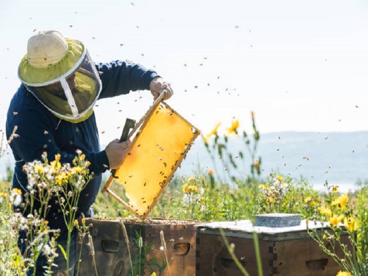 Honey Farming: किसानों की आय बढ़ायेगा शहद का मजदूर, लाखों कमाने के लिये खेत पास बसायें मधुमक्खी की कॉलोनी