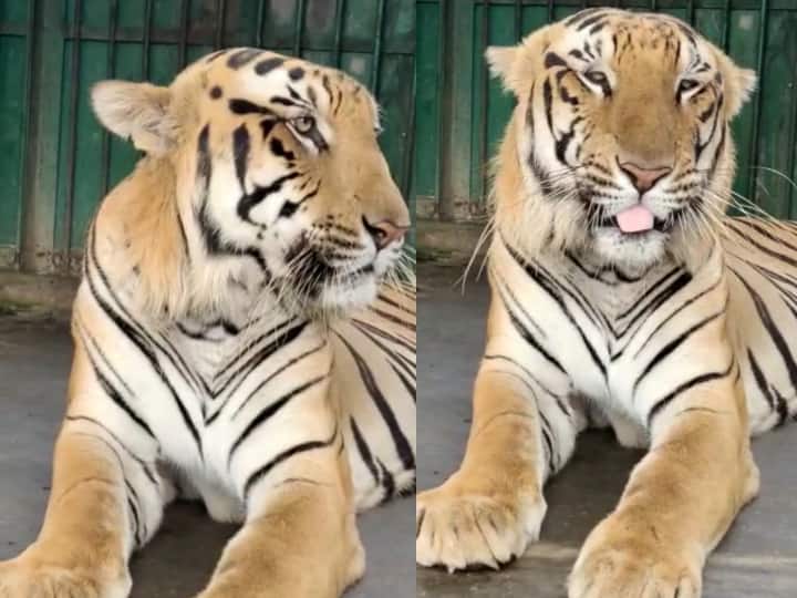 6 year-old tiger under treatment at Vandalur zoo animal is under constant monitoring by zoo veterinarians வண்டலூர் பூங்காவில் சாப்பிடாமல் அடம்பிடிக்கும் புலி: காரணம் என்ன? பின்னணி இதுதான்!